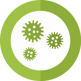 Alexandria Mold