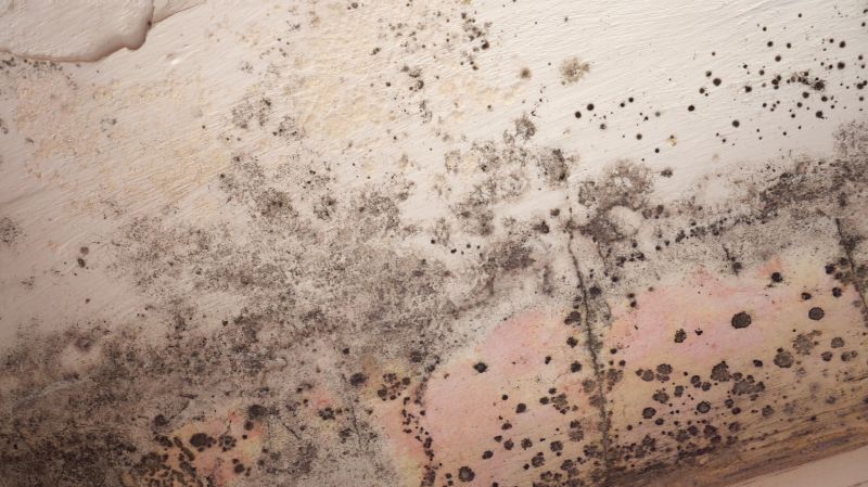 Attic Mold Remediation