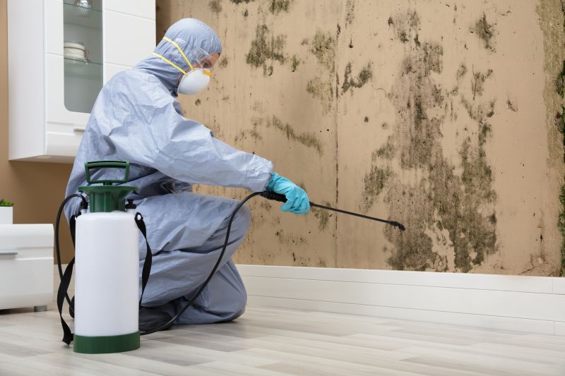 Attic Mold Removal