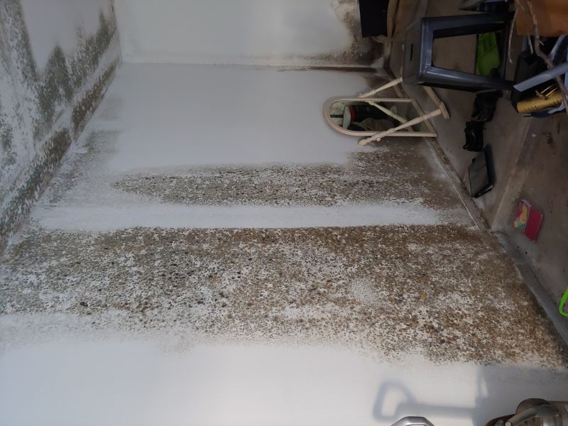 Black Mold Inspection