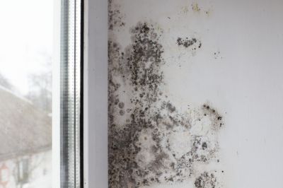 Black Mold Testing