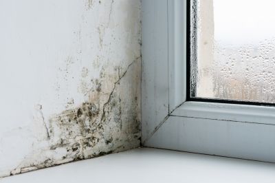 Black Mold Testing