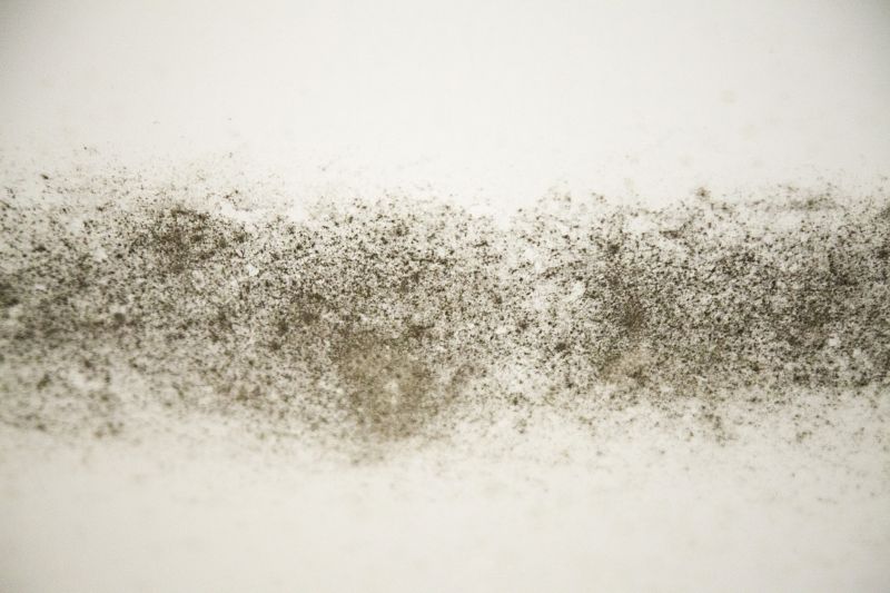 Black Mold Testing