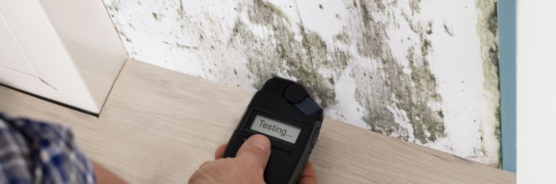 Black Mold Testing