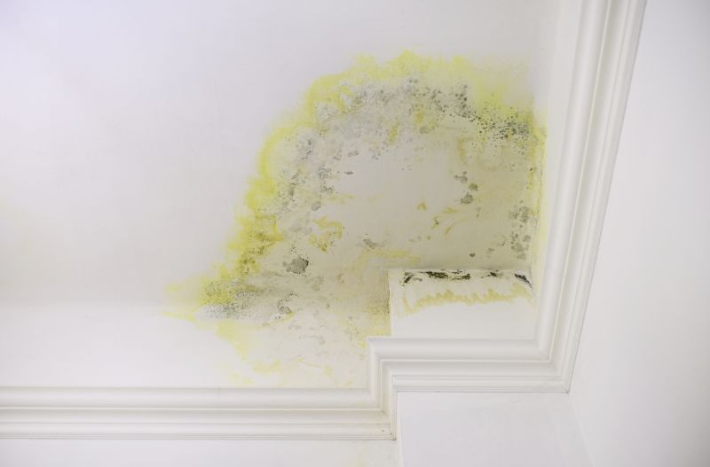 Ceiling Mold Removal