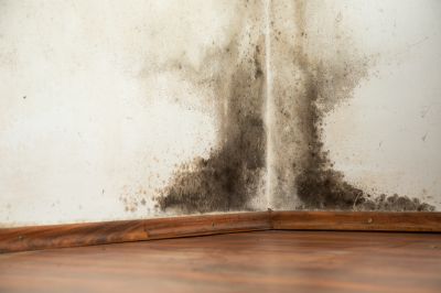 Mold on Flooring