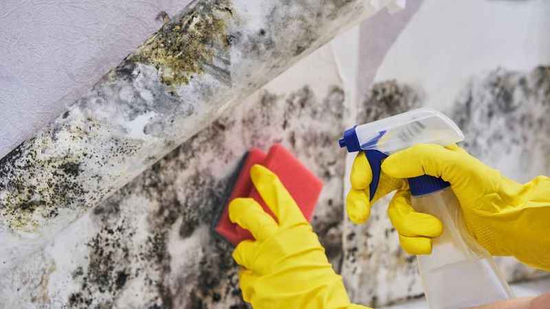 Mold Treatment Service
