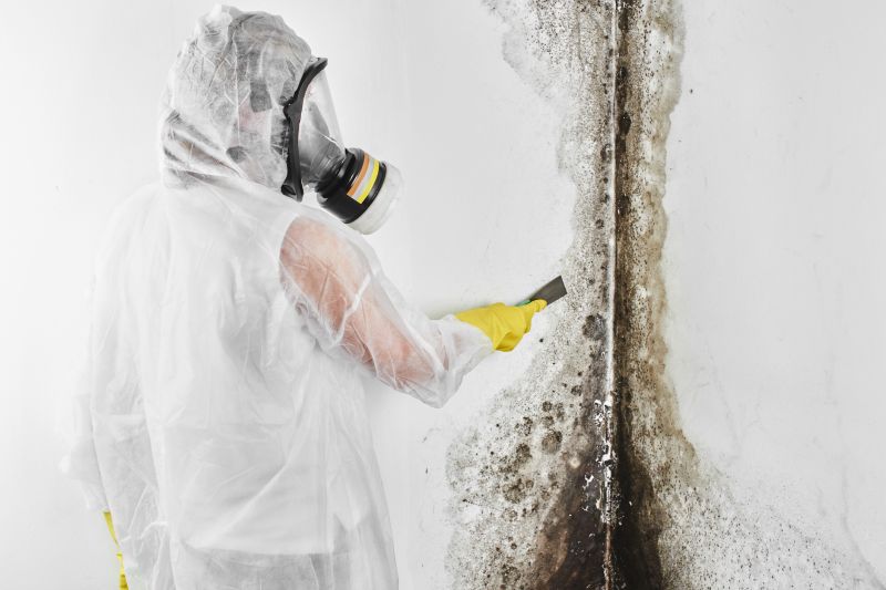 Why Professional Mold Removal Matters