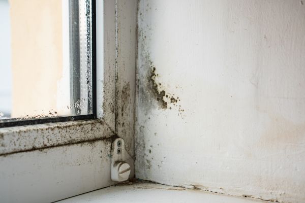 Black Mold Testing in Alexandria