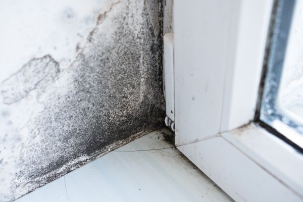 Black Mold Inspection in Alexandria