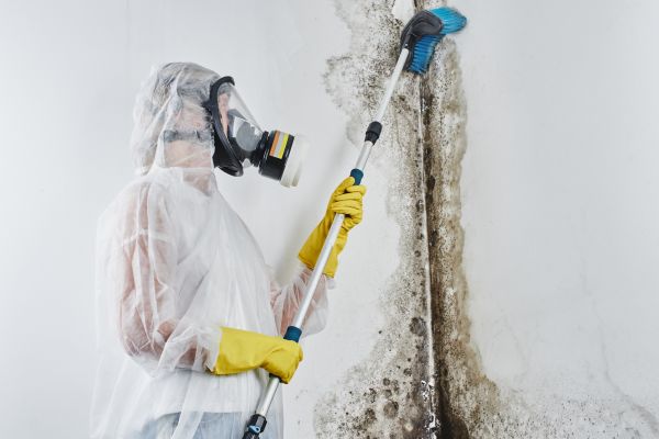 Mold Removal Service in Alexandria