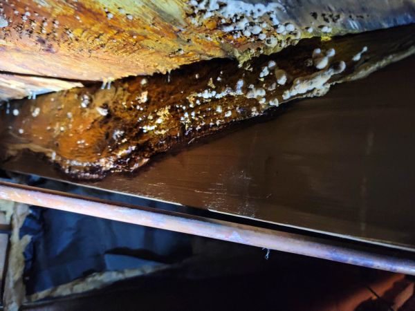 Basement Mold Removal in Alexandria