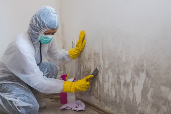 Attic Mold Removal Service