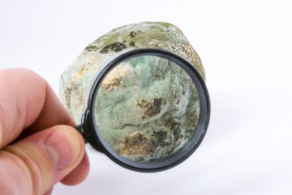Residential Mold Testing in Alexandria