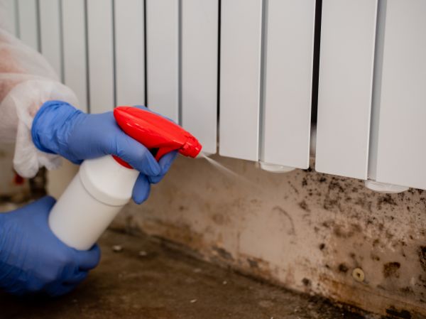 Black Mold Remediation in Alexandria