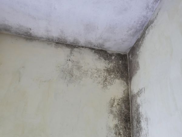 Garage Mold Abatement