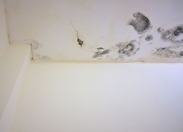 Garage Mold Remediation Service