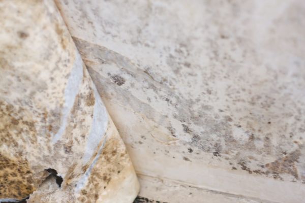 White Mold Abatement