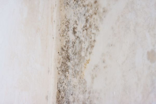 White Mold Mitigation Service