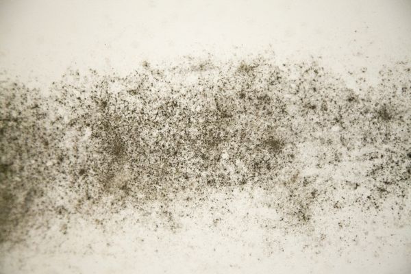 Bathroom Mold Inspection Service